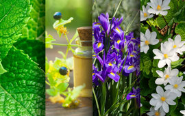 Homeopathics for Headaches